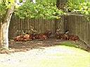 Resize of P5290005.JPG